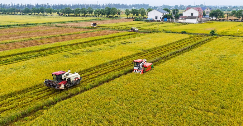 金秋“豐”景映洞庭